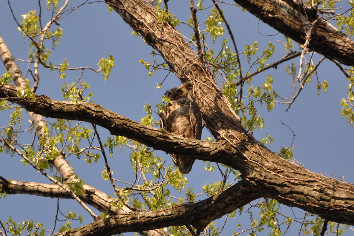 Great Horned Owl - ML617344038