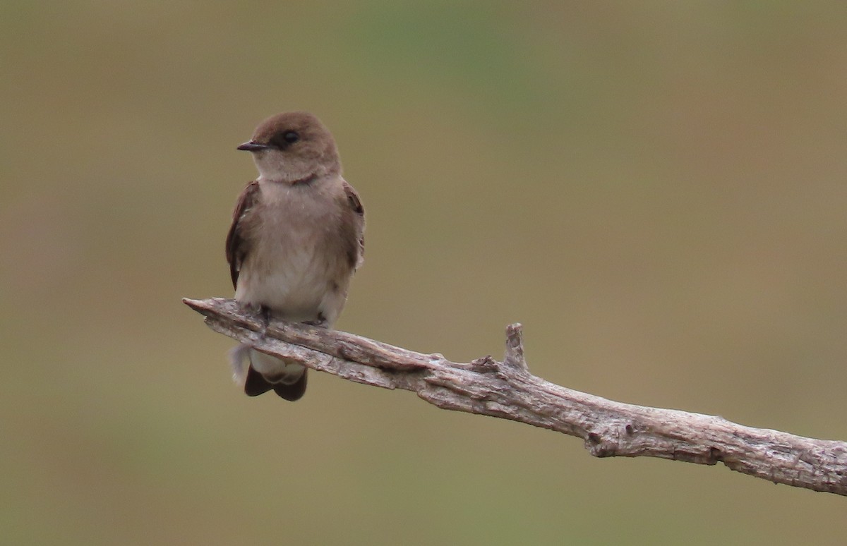 Northern Rough-winged Swallow - Heidi George