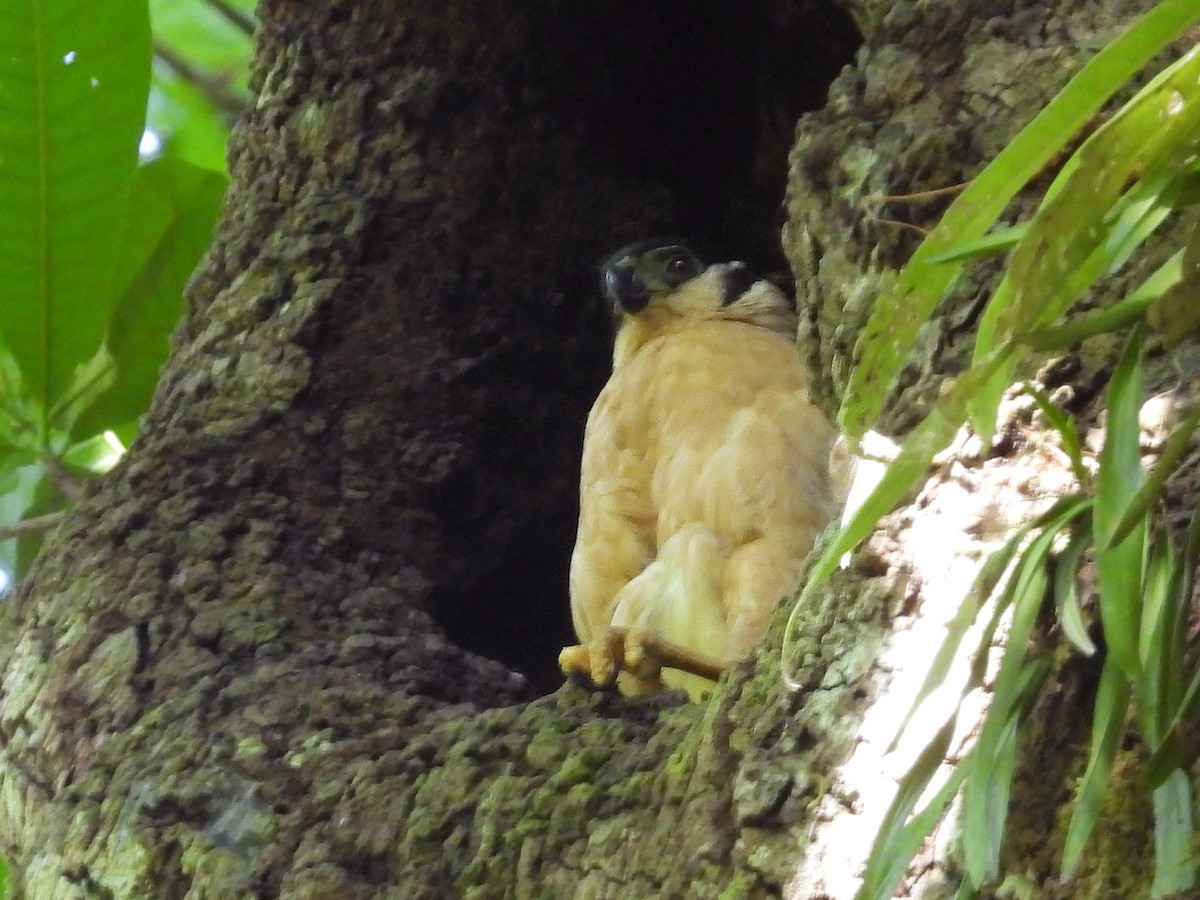 Collared Forest-Falcon - Urs Geiser