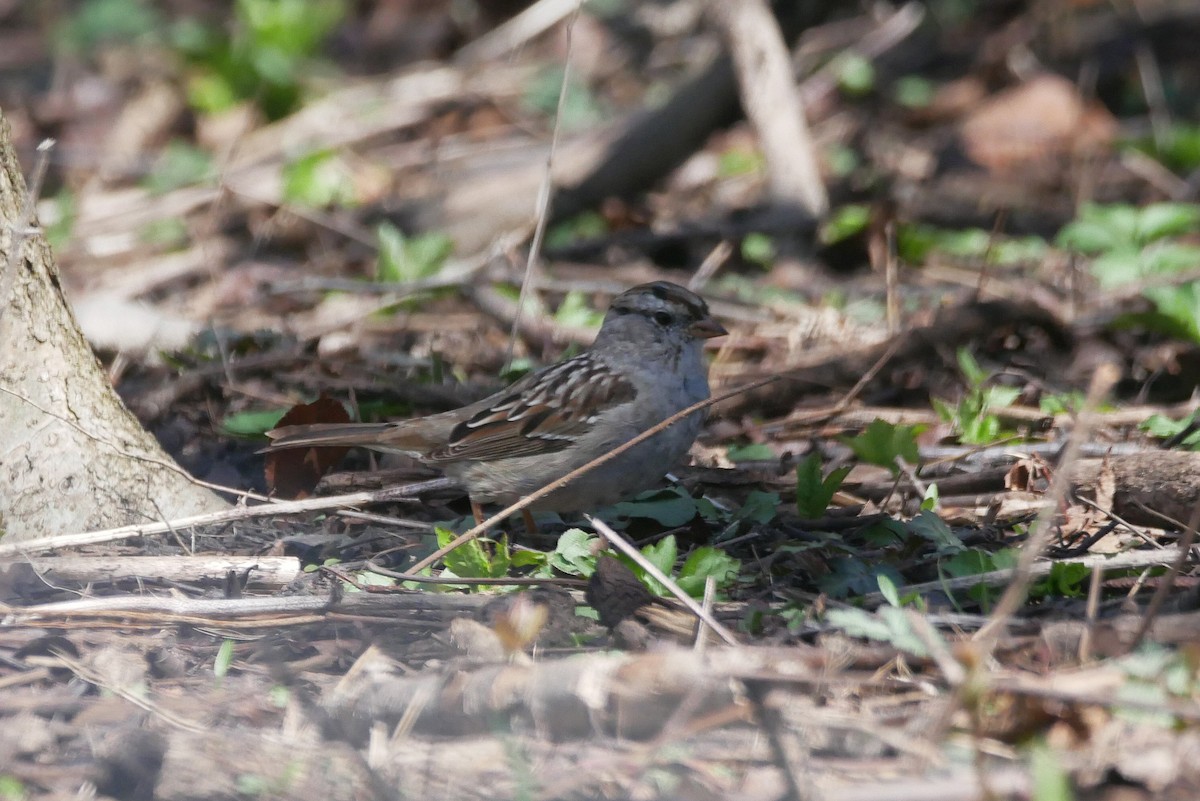 White-crowned Sparrow - Sandeep Biswas