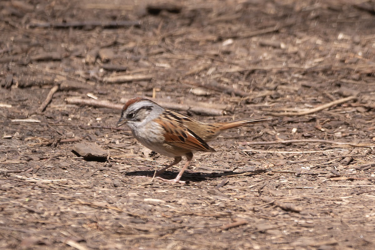 Swamp Sparrow - ML617344190
