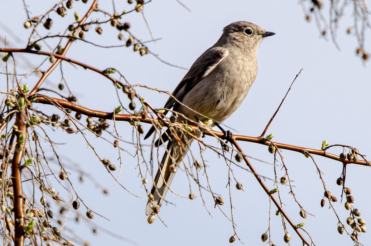 Townsend's Solitaire - ML617344197
