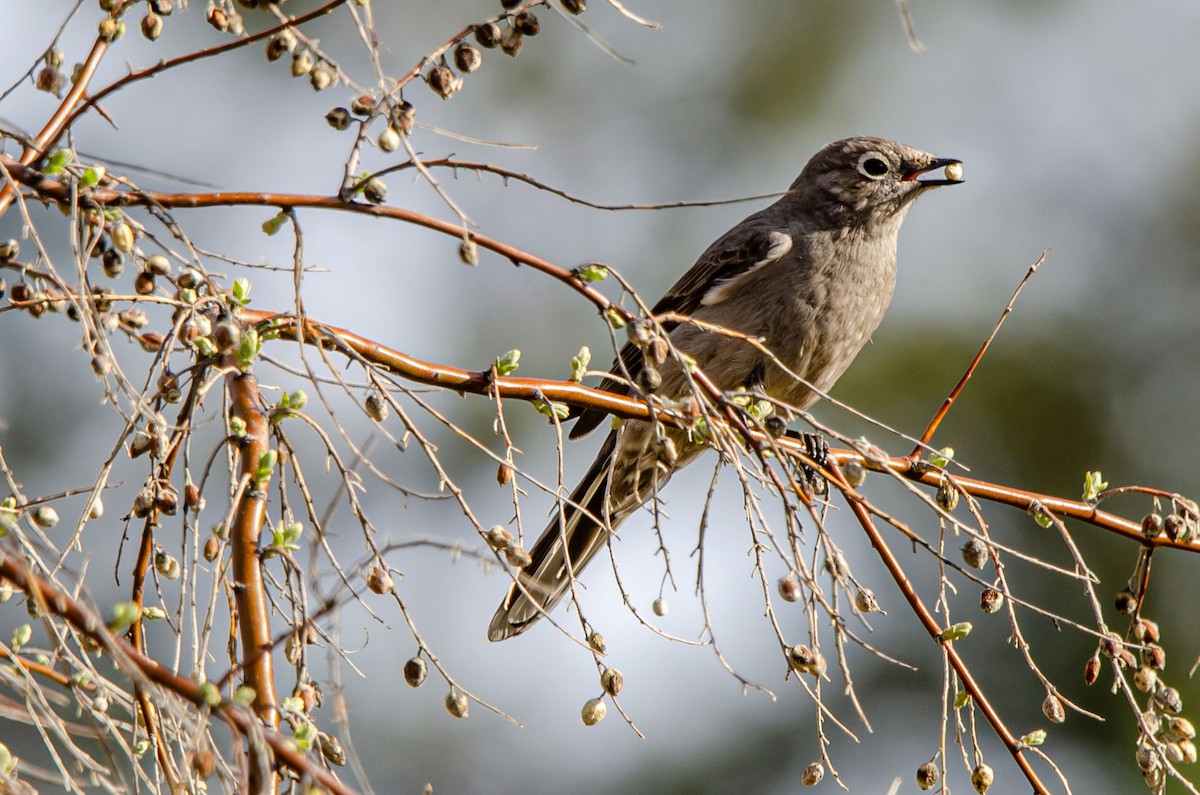 Townsend's Solitaire - ML617344198