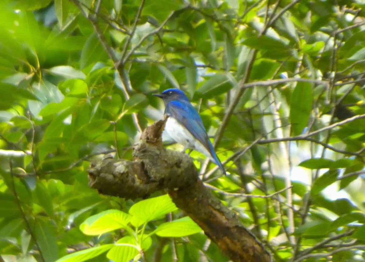 Blue-and-white Flycatcher - ML617344205