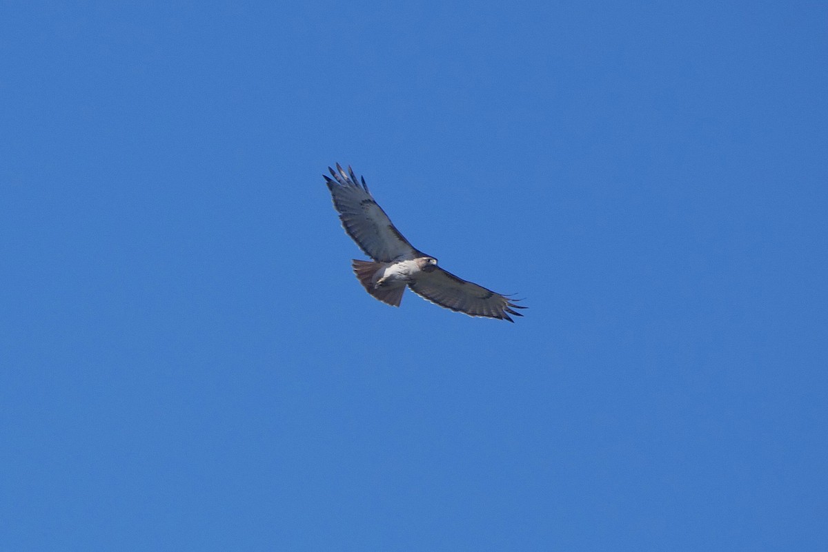 Red-tailed Hawk - Sandeep Biswas