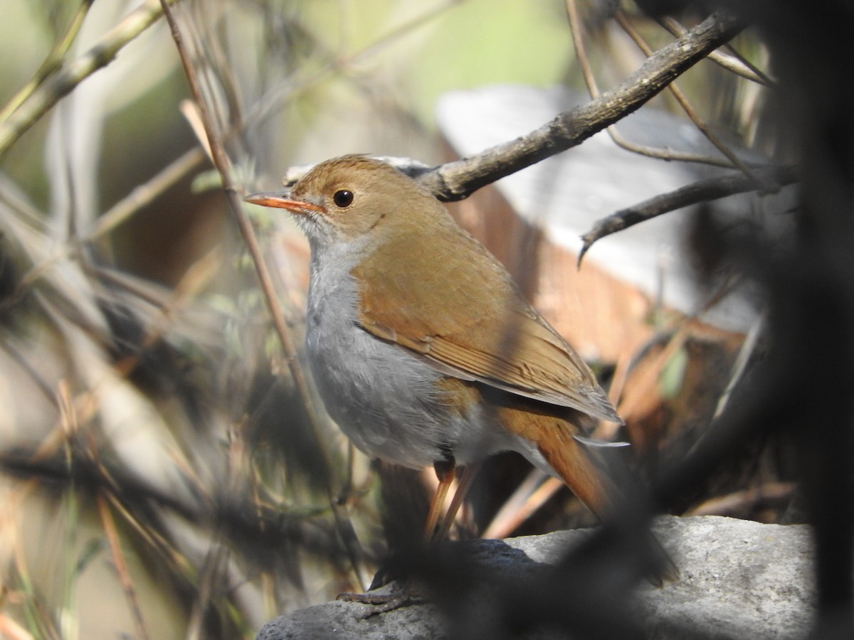 Orange-billed Nightingale-Thrush (Brown-headed) - ML617344298