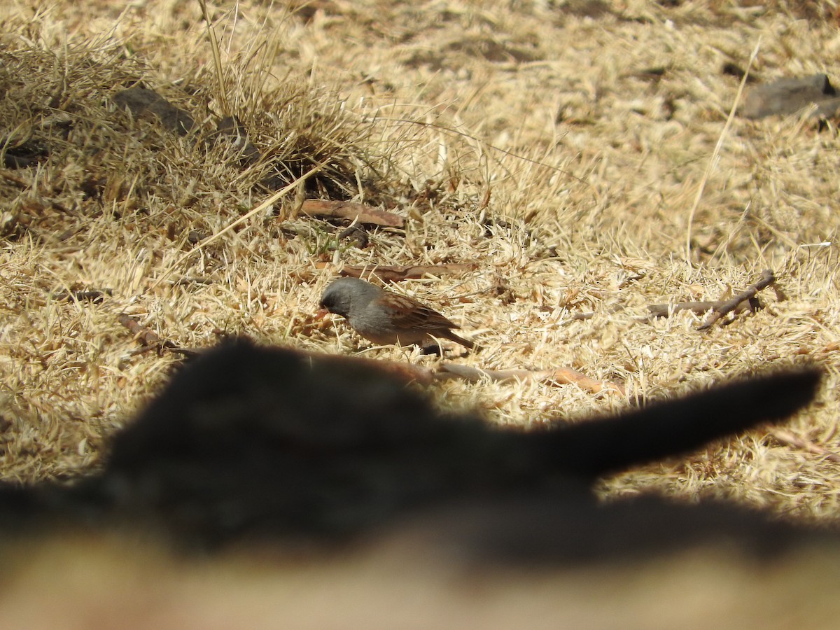 Black-chinned Sparrow - ML617344302