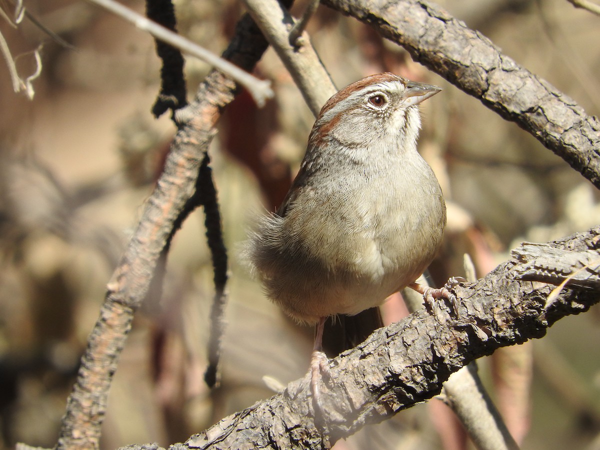 Rufous-crowned Sparrow - ML617344313