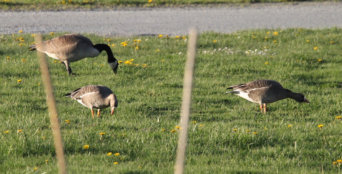 eBird Checklist - 13 Apr 2024 - Marymoor Park - 40 species