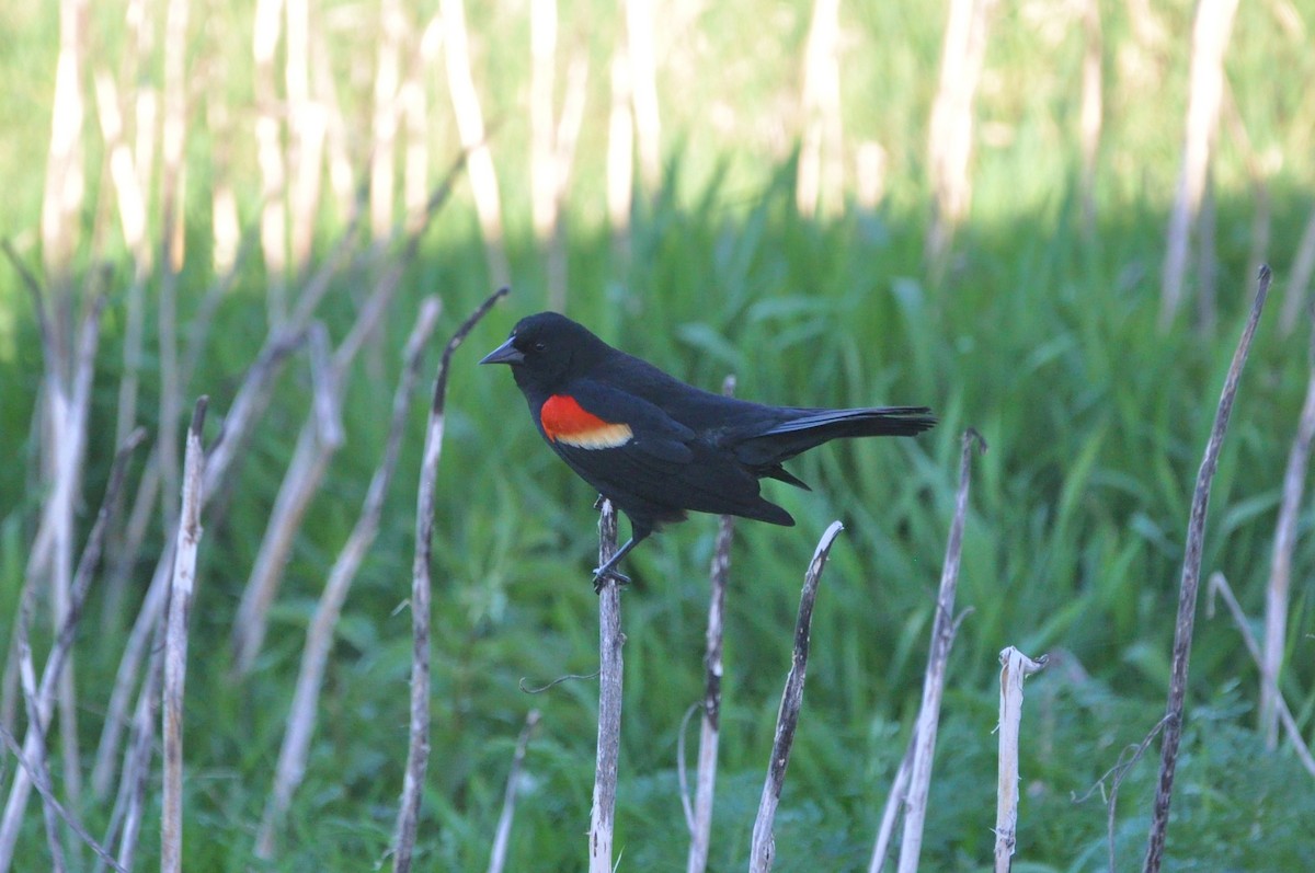 Red-winged Blackbird - ML617344388