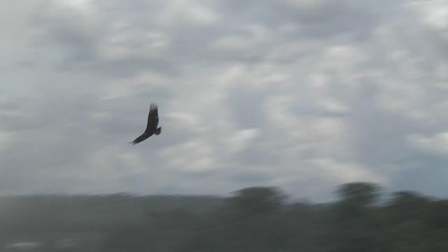 Black Vulture - ML617344401