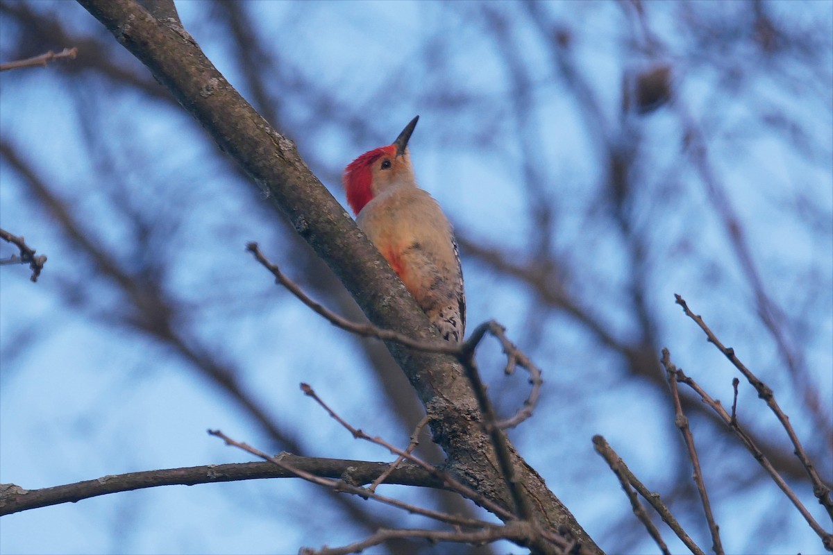 Red-bellied Woodpecker - ML617344447