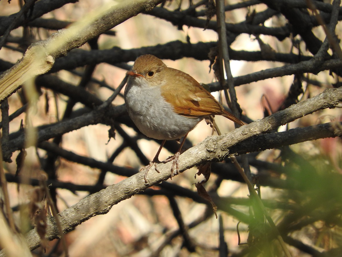 Orange-billed Nightingale-Thrush (Brown-headed) - ML617344489