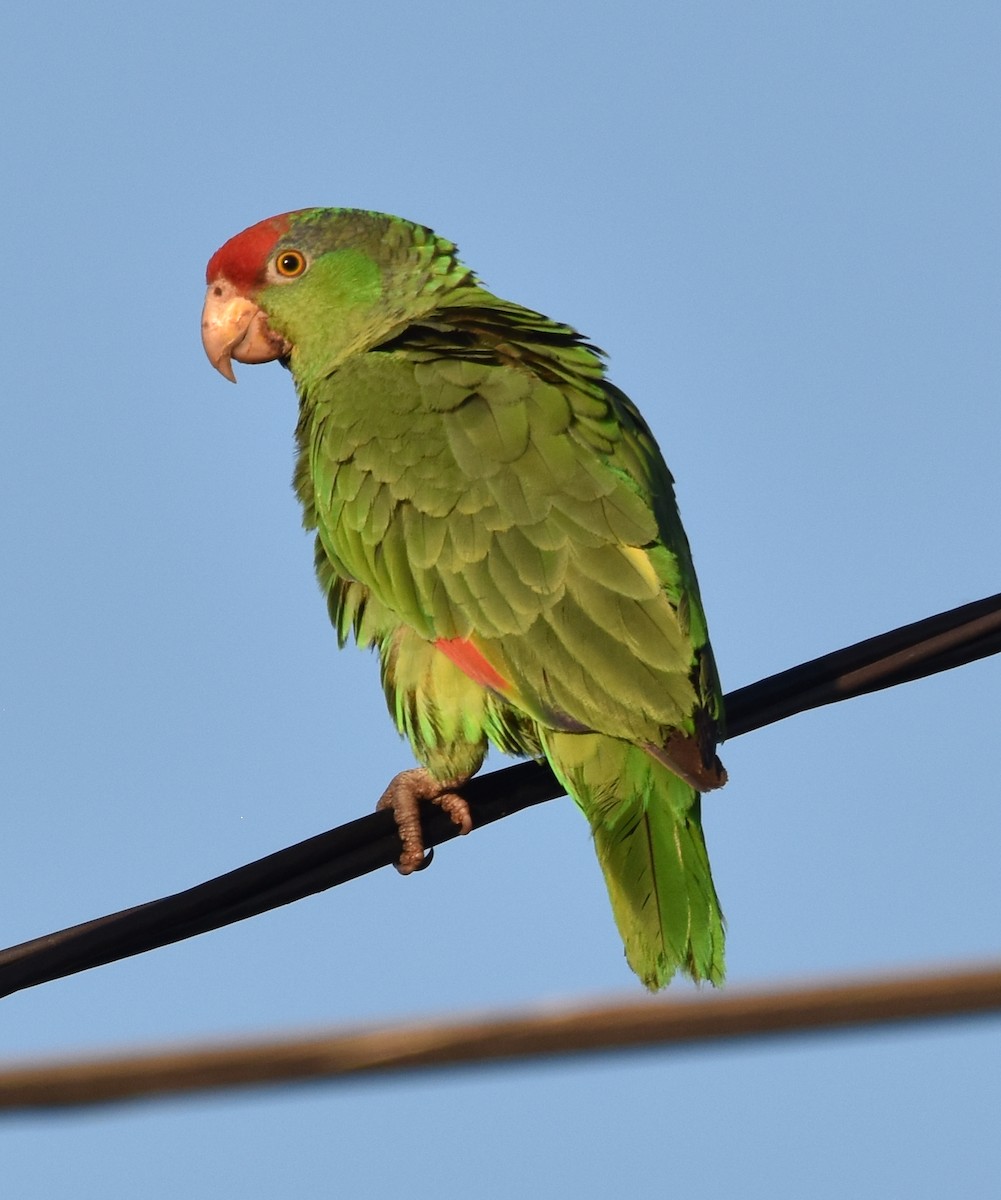 Red-crowned Parrot - ML617344615