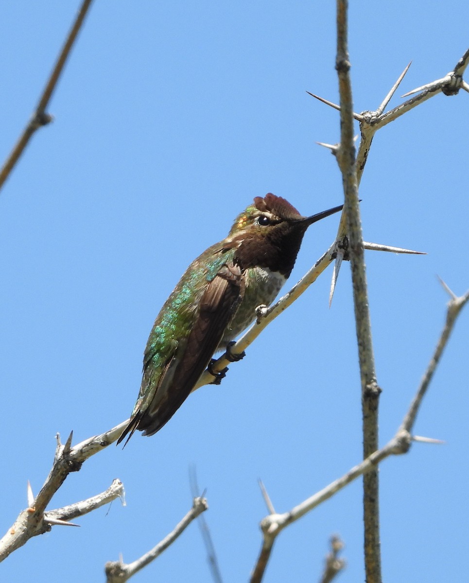 Anna's Hummingbird - ML617344717