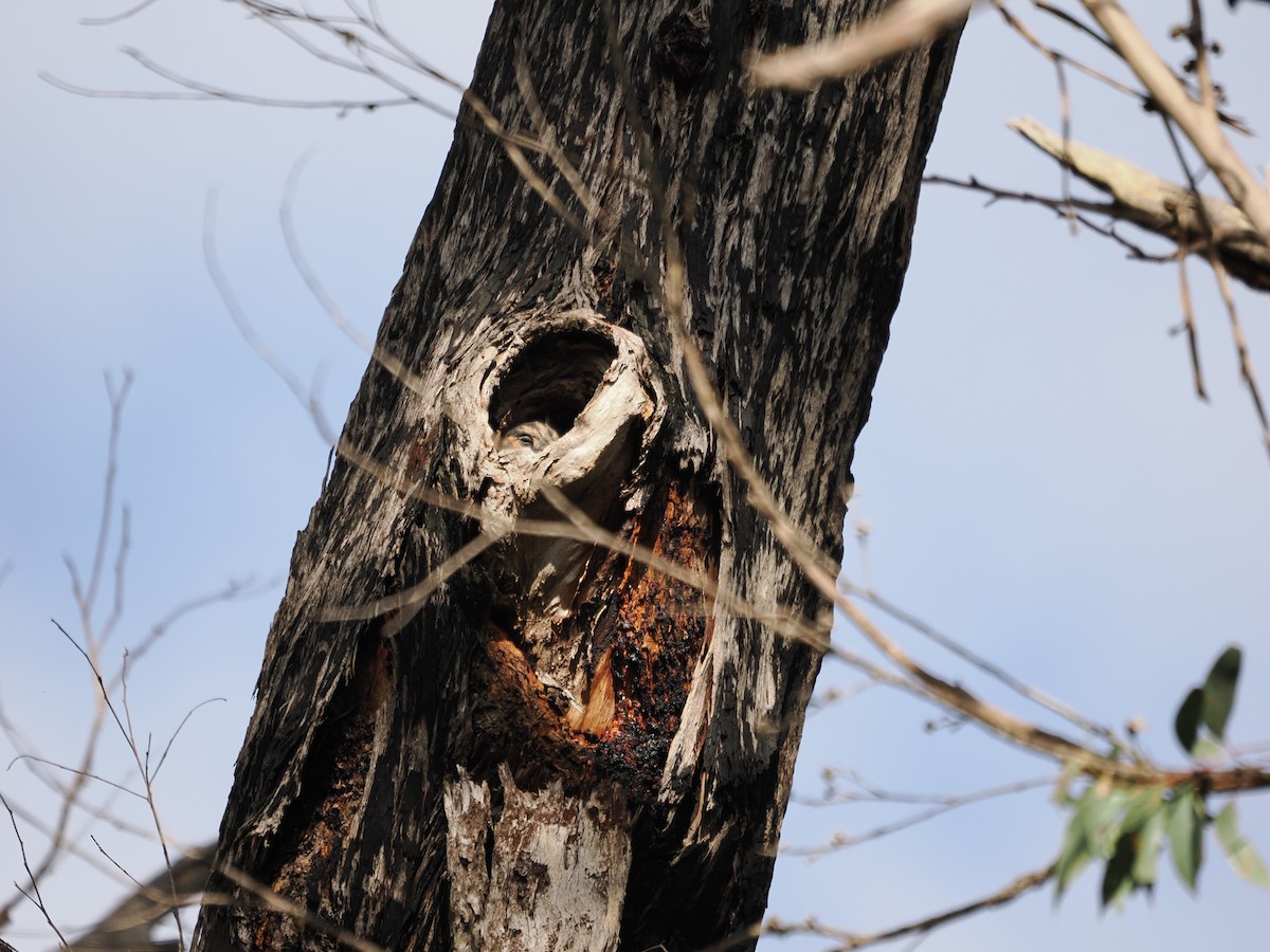 Australian Owlet-nightjar - ML617344761