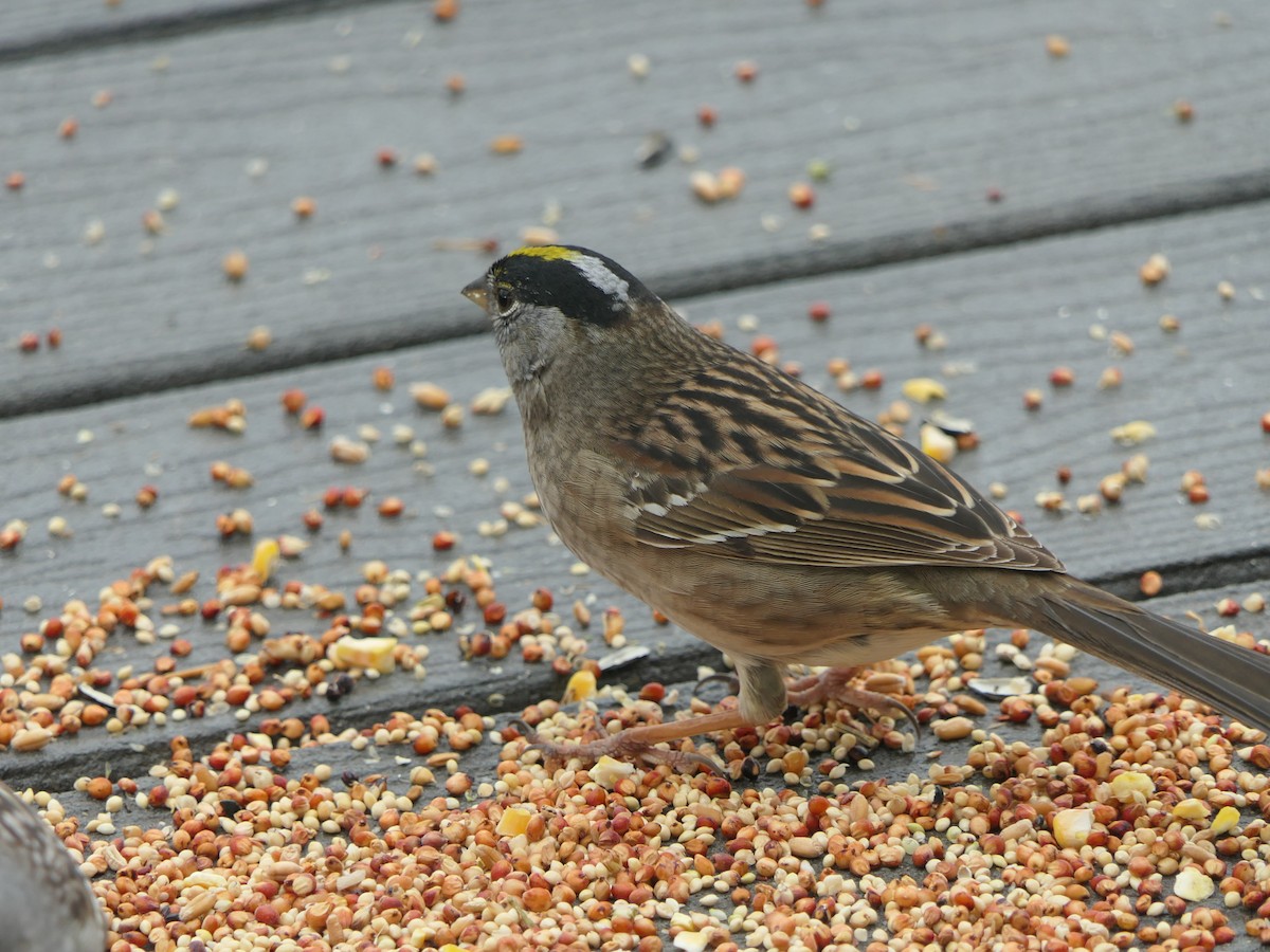 Golden-crowned Sparrow - ML617344767