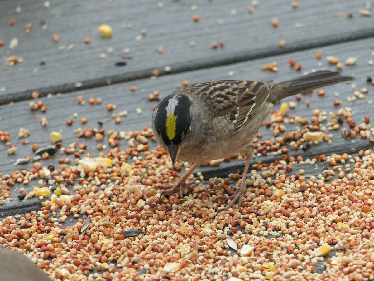 Golden-crowned Sparrow - ML617344768