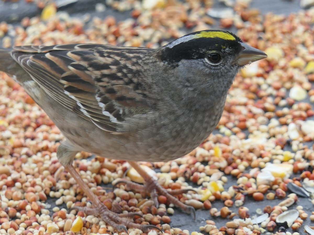 Golden-crowned Sparrow - ML617344770