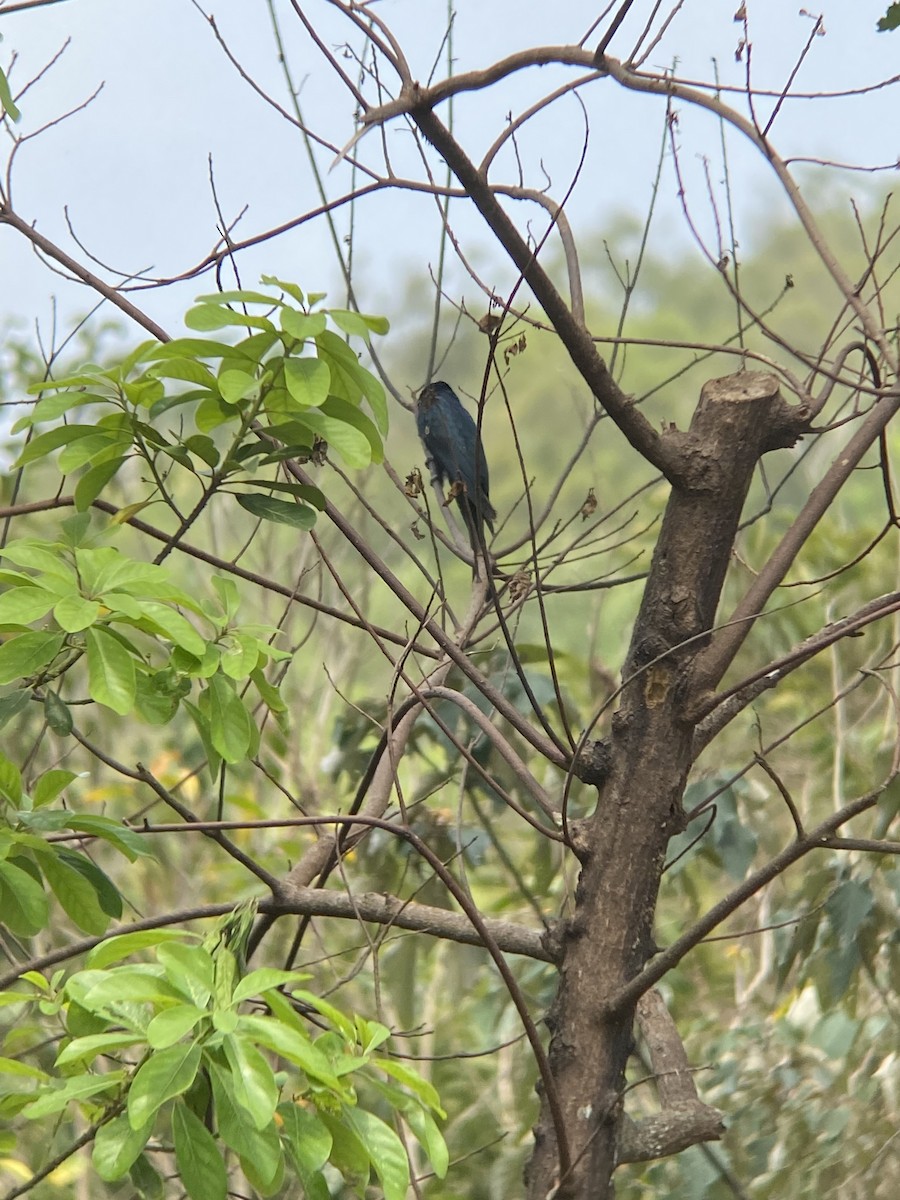 Square-tailed Drongo-Cuckoo - ML617344785
