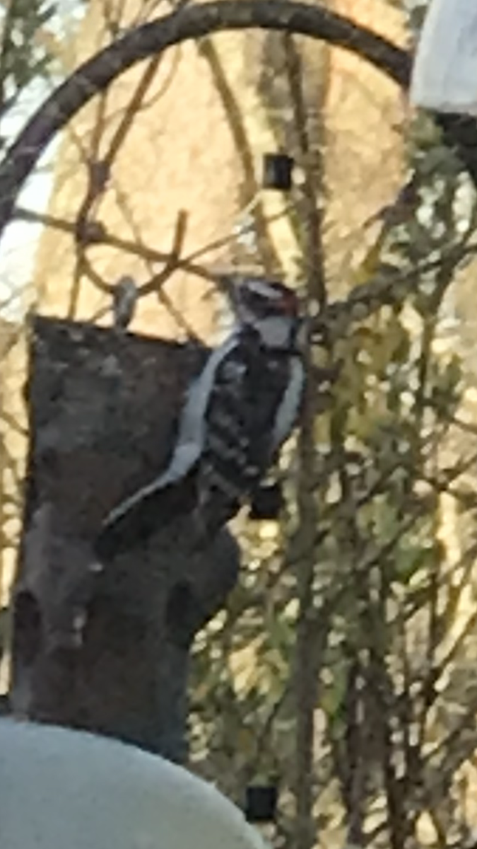 Downy Woodpecker (Eastern) - ML617344811