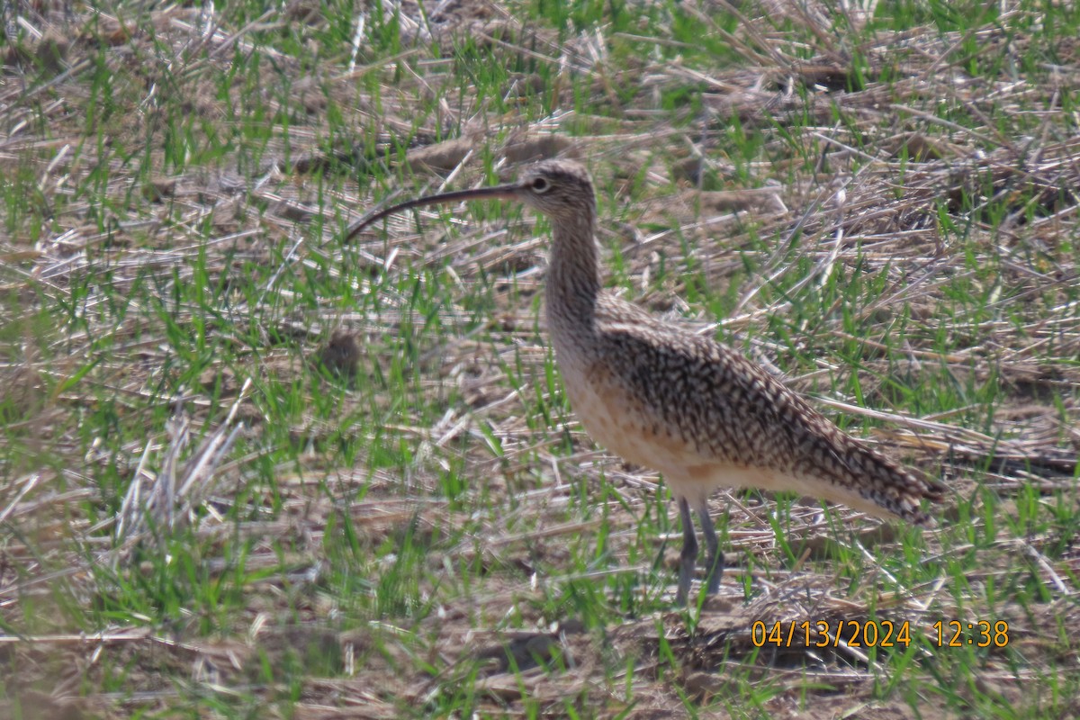 Long-billed Curlew - victor fesolowitz