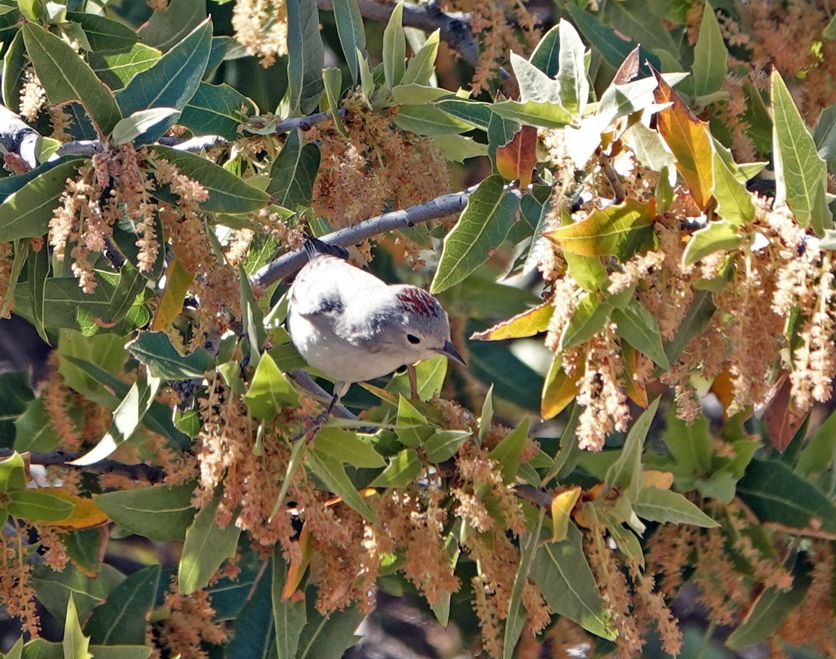 Lucy's Warbler - ML617344986