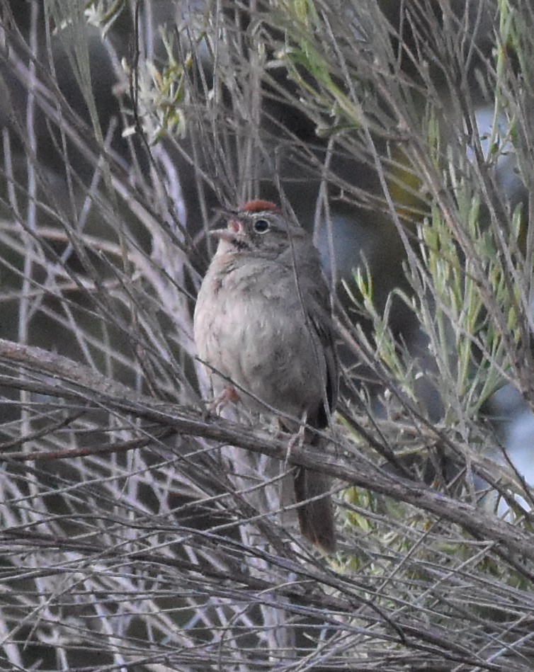 Rufous-crowned Sparrow - ML617344987