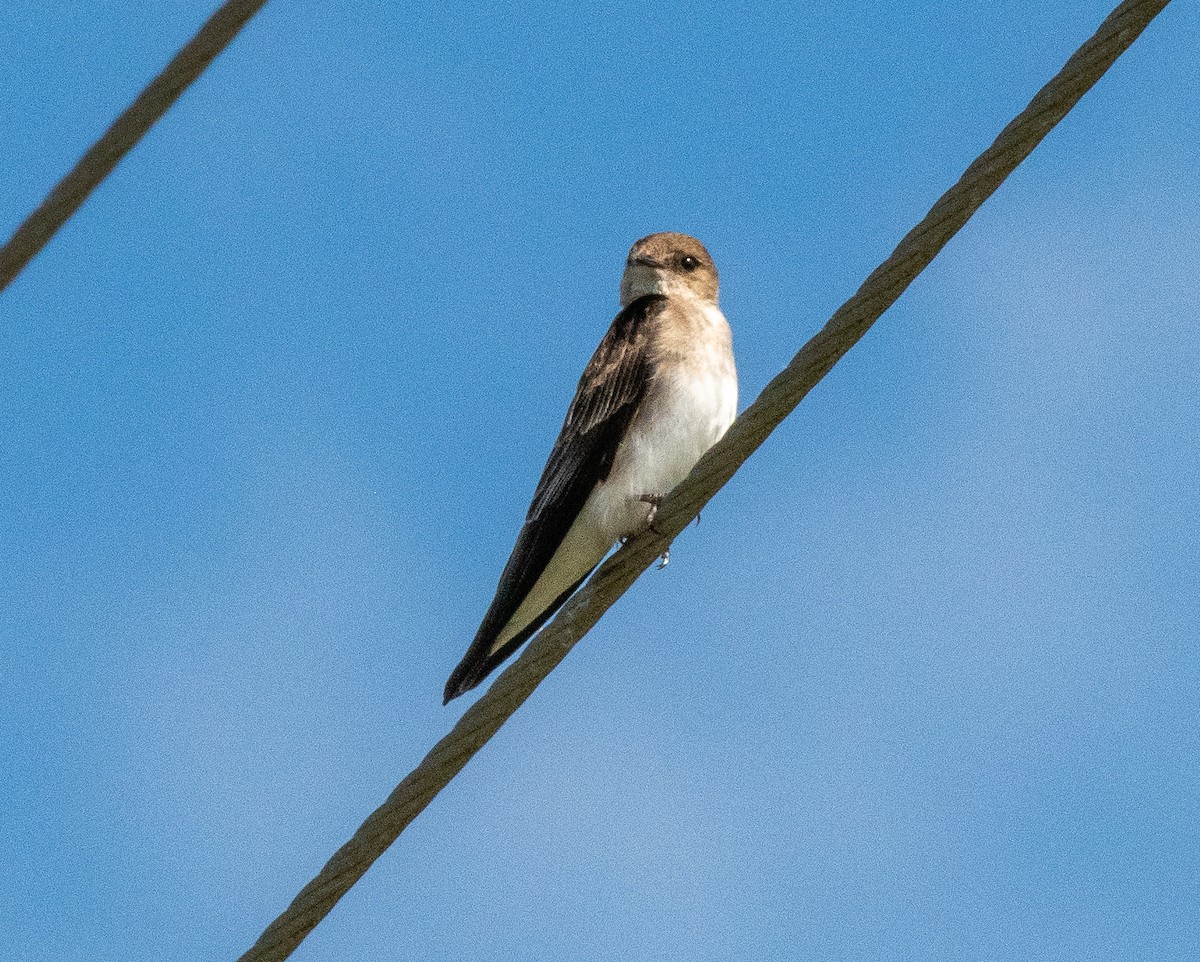 Northern Rough-winged Swallow (Northern) - ML617344997