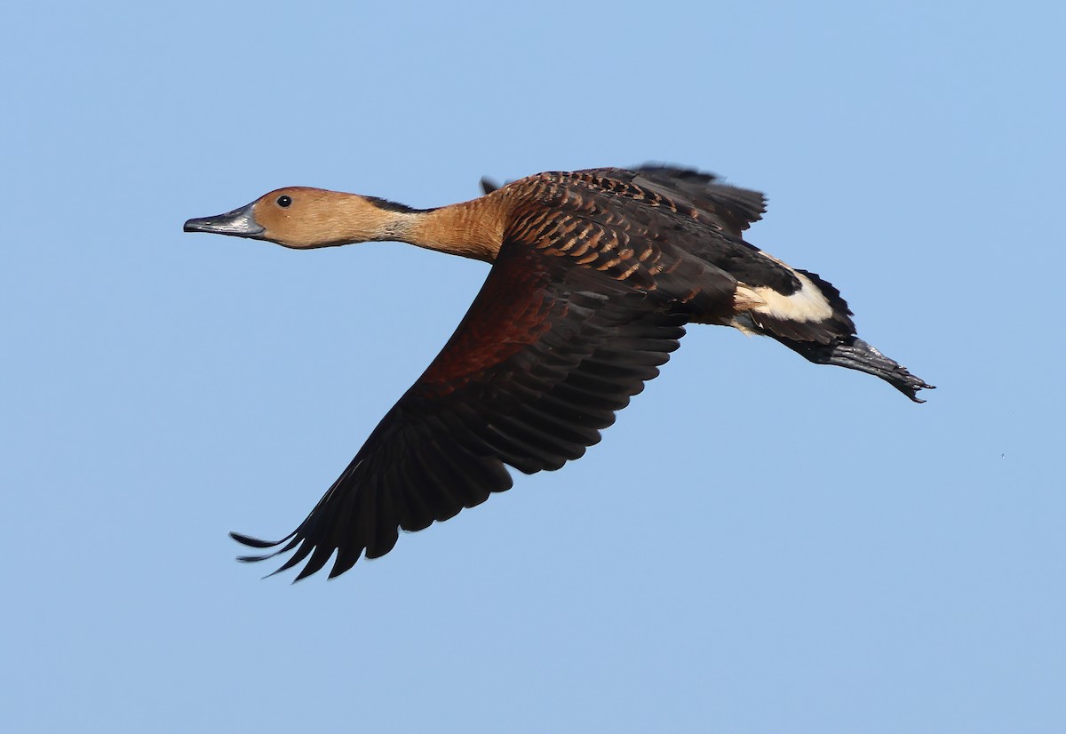 Fulvous Whistling-Duck - ML617345003