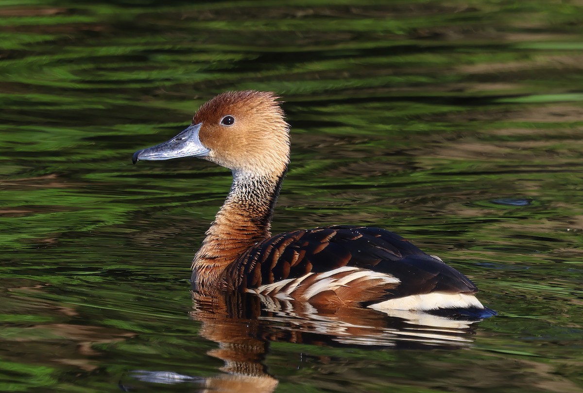 Fulvous Whistling-Duck - ML617345005