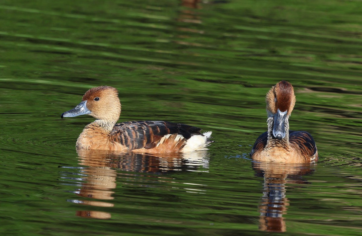 Fulvous Whistling-Duck - Ad Konings