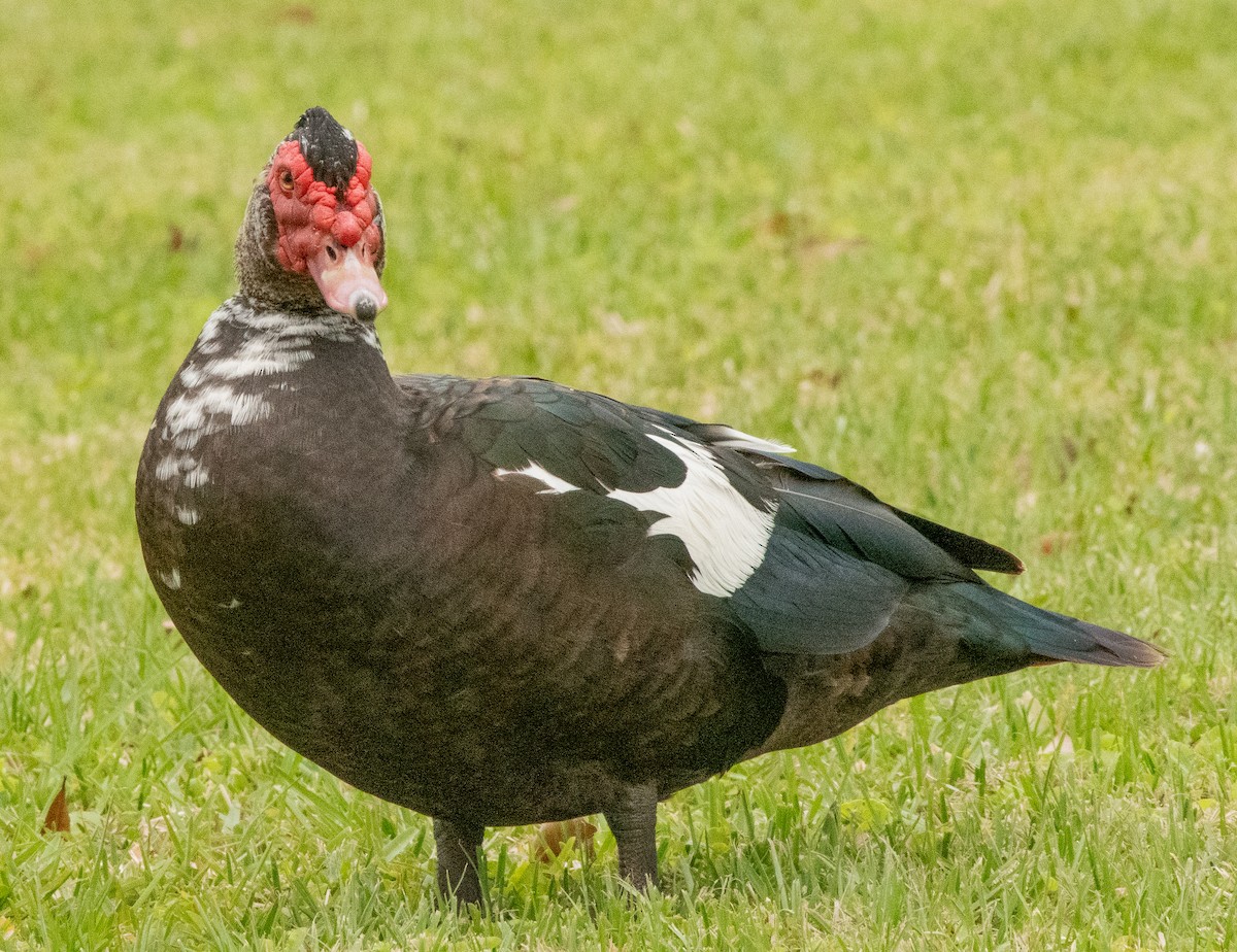 Muscovy Duck (Domestic type) - Gallus Quigley