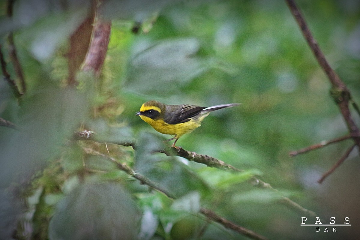 Yellow-bellied Fairy-Fantail - Phakawat Kittikhunodom