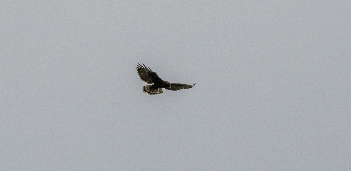 Short-tailed Hawk - Gallus Quigley