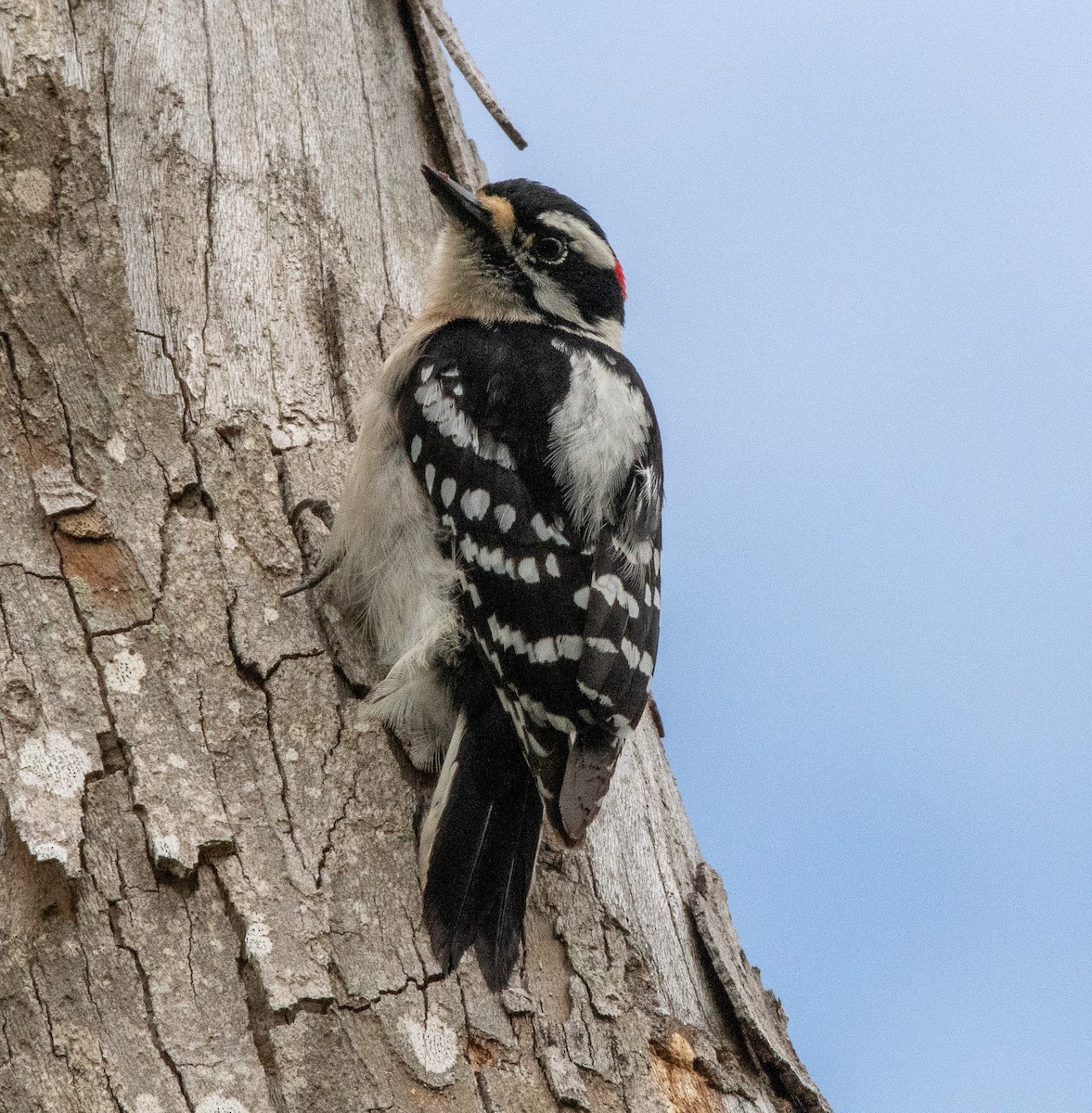 Downy Woodpecker (Eastern) - Gallus Quigley