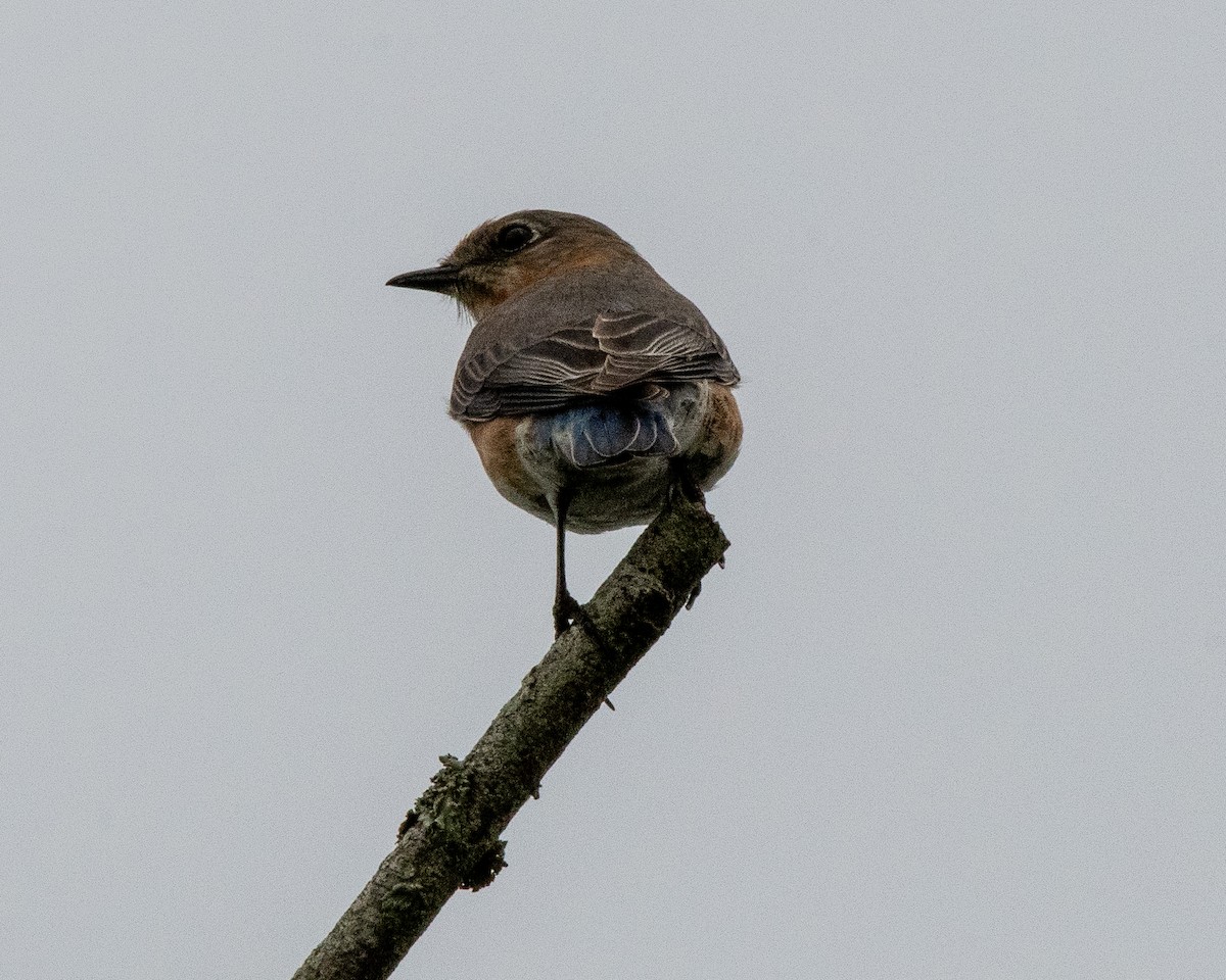 Eastern Bluebird (Eastern) - Gallus Quigley