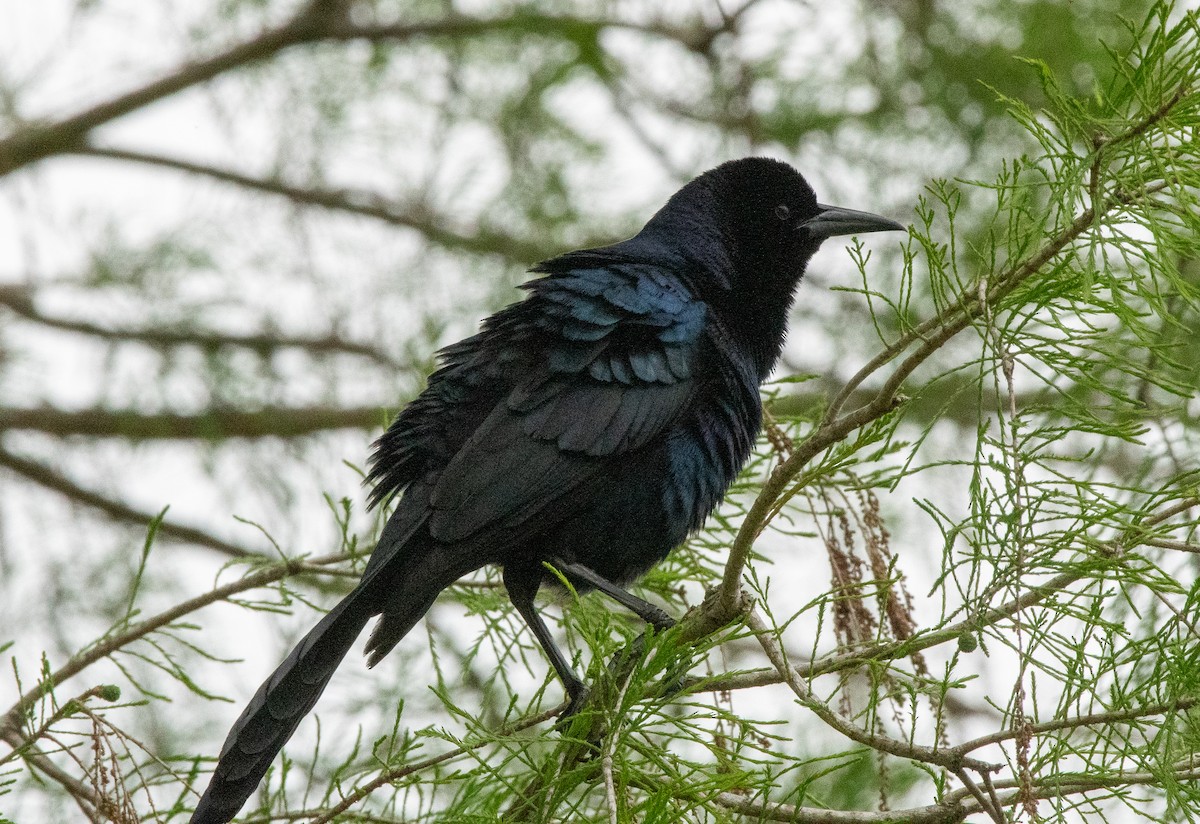 Boat-tailed Grackle (westoni) - Gallus Quigley