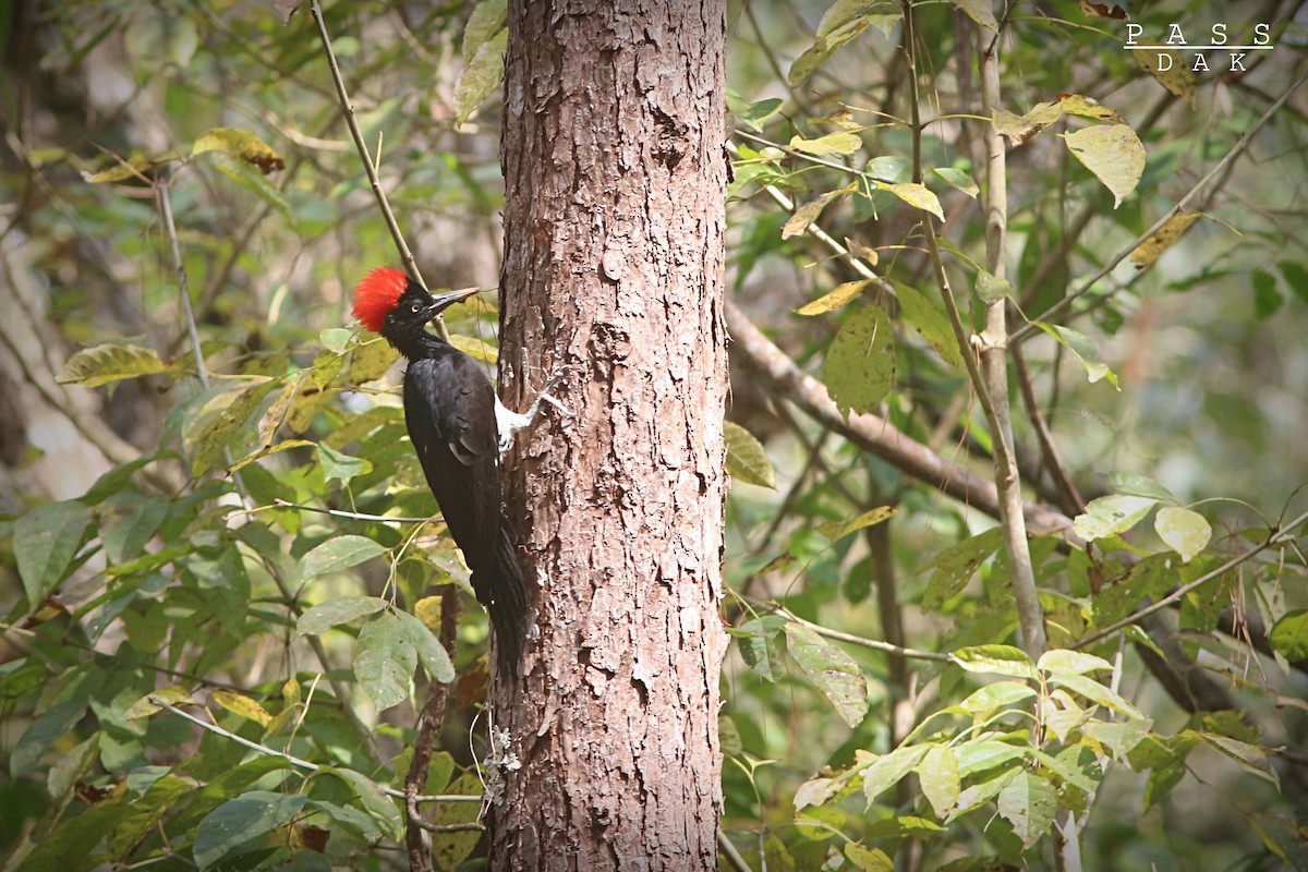White-bellied Woodpecker - Phakawat Kittikhunodom