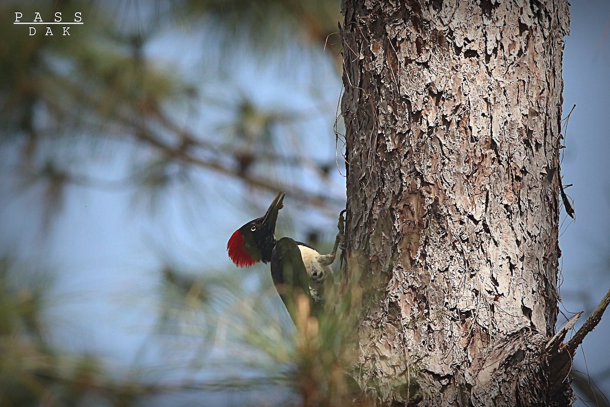White-bellied Woodpecker - Phakawat Kittikhunodom