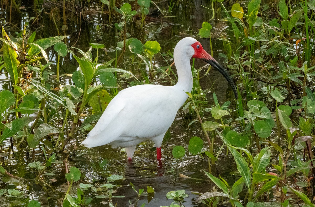 ibis bílý - ML617345327