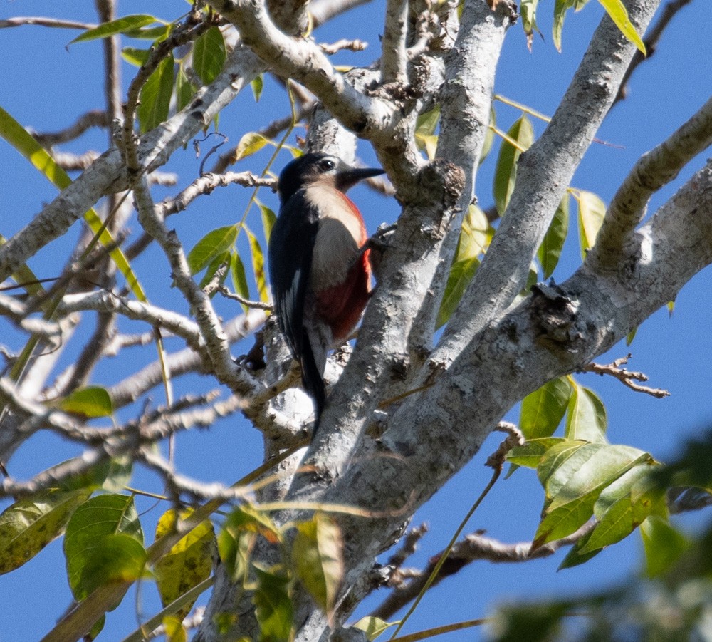 Puerto Rican Woodpecker - ML617345333