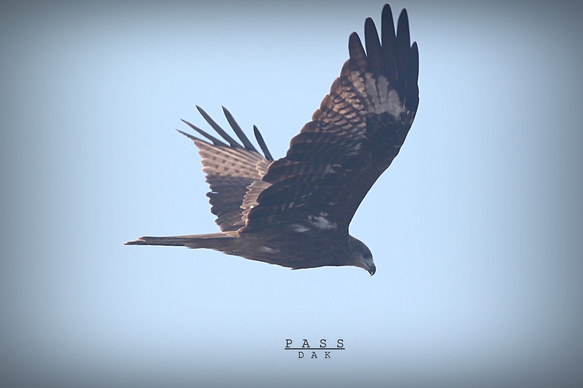 Black Kite (Black-eared) - ML617345372
