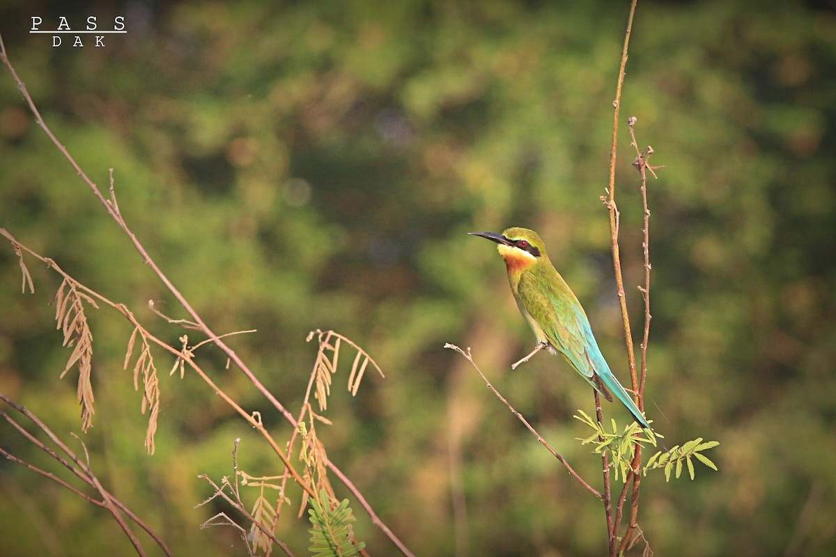 Blue-tailed Bee-eater - ML617345382