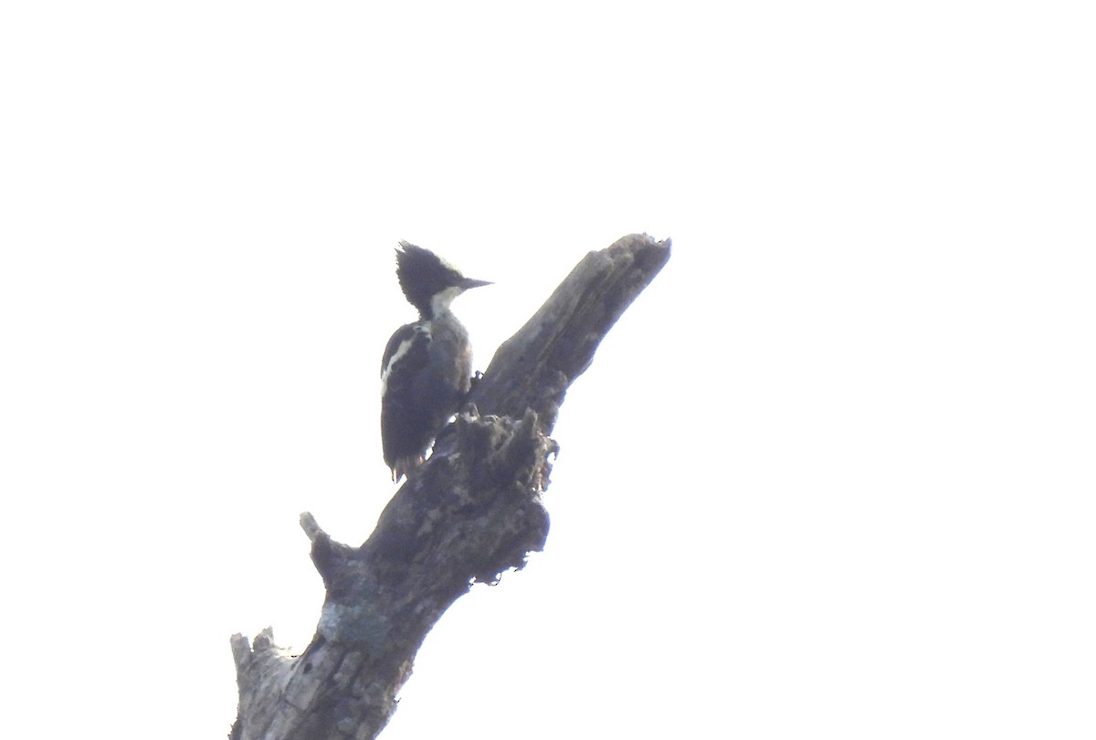 Heart-spotted Woodpecker - ML617345399