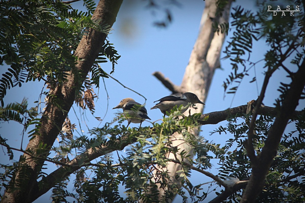 White-shouldered Starling - Phakawat Kittikhunodom