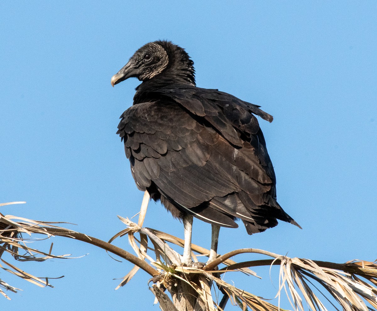 Black Vulture - Gallus Quigley