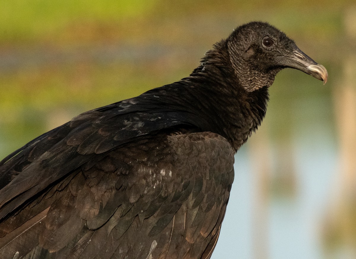 Black Vulture - ML617345434