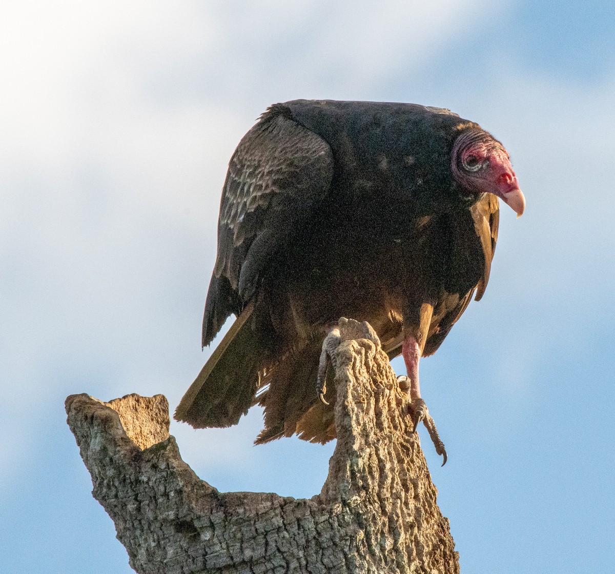 Turkey Vulture (Northern) - ML617345436