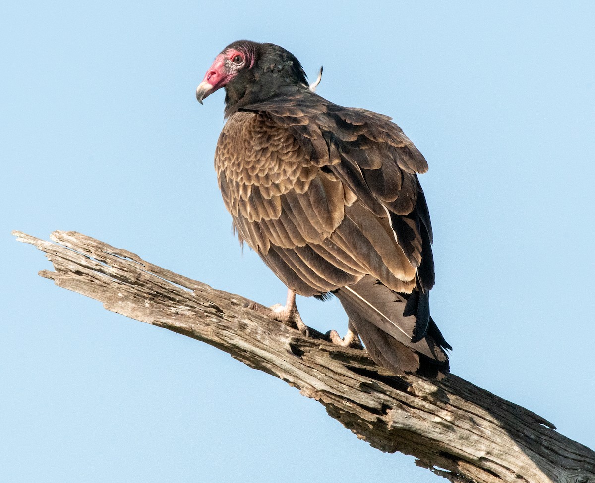 Turkey Vulture (Northern) - ML617345438